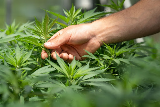cannabis cultivation law in Arizona