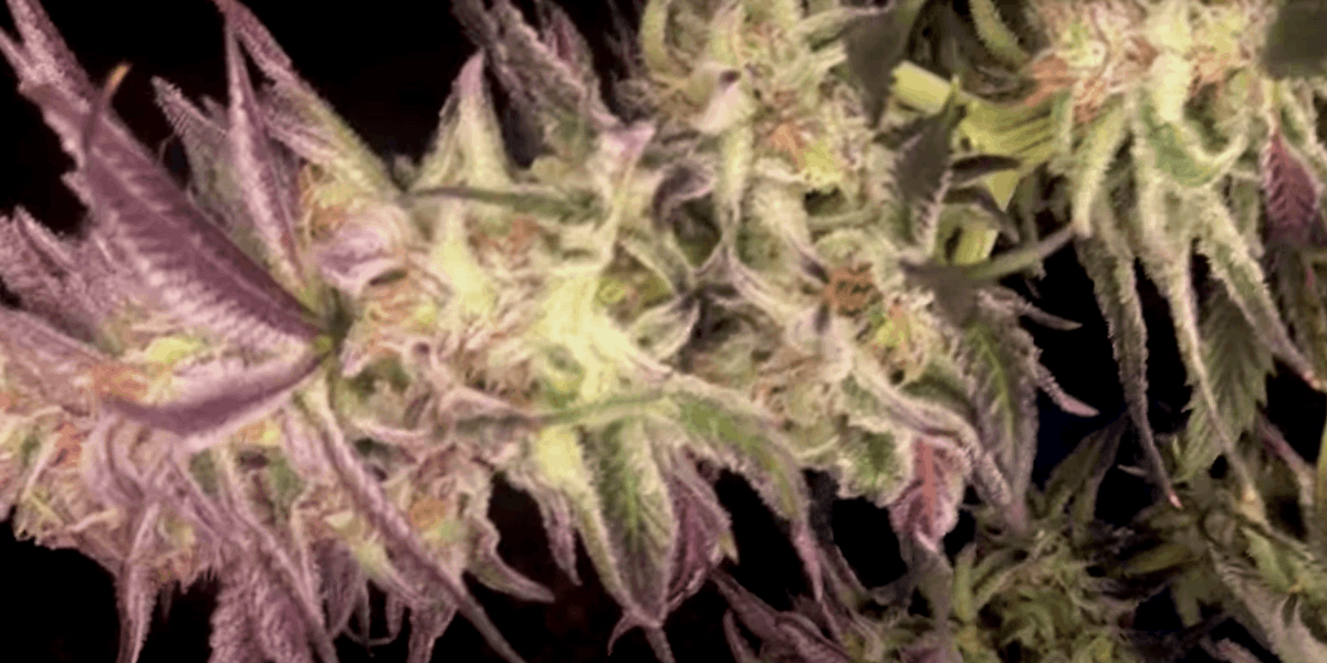 cannabis leaves turned purple on the edges
