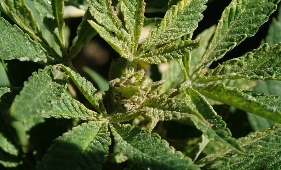 russet mites on cannabis