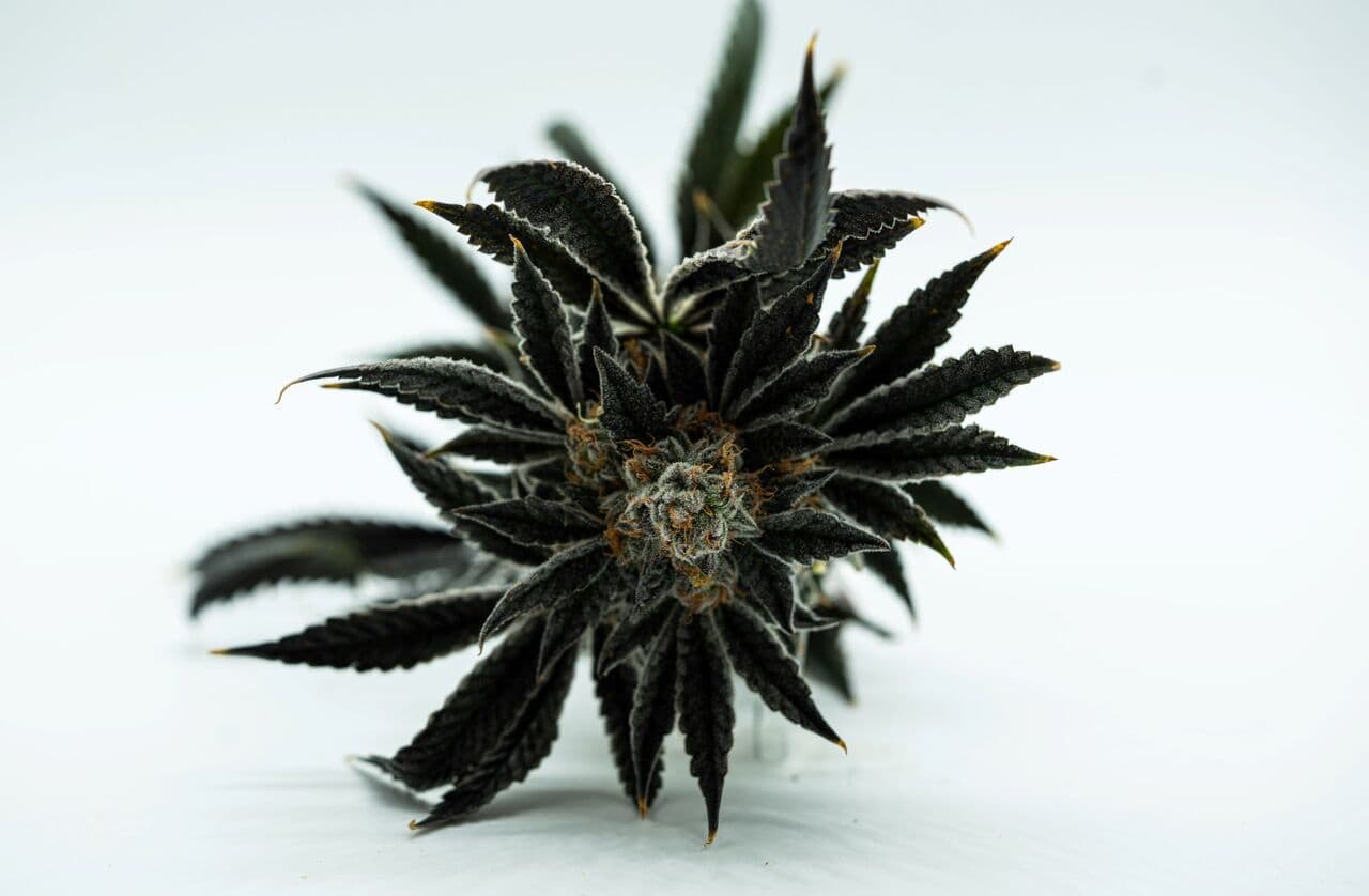 marijuana plant from above