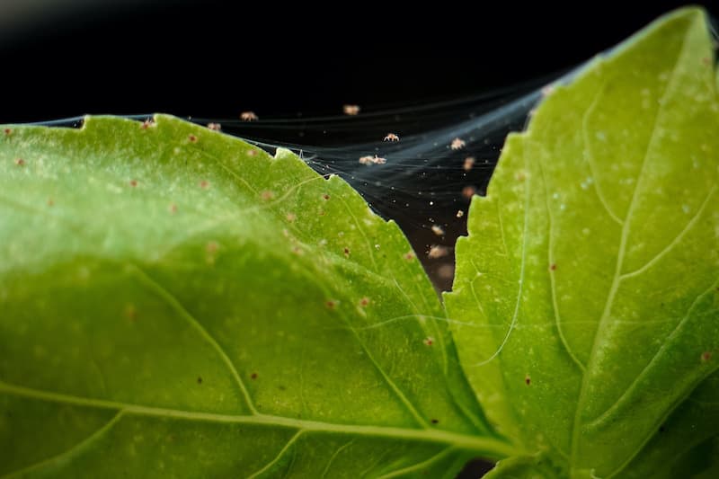 spider mites on cannabis