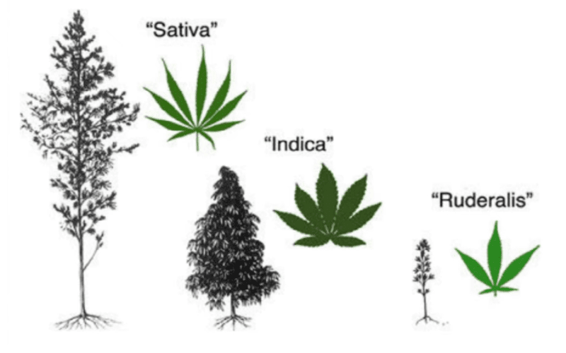 indica, sativa,ruderalis : which is taller