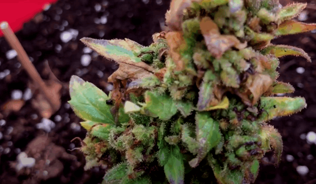 tiny weed leaves with purple spots due to the lack of phosphorous