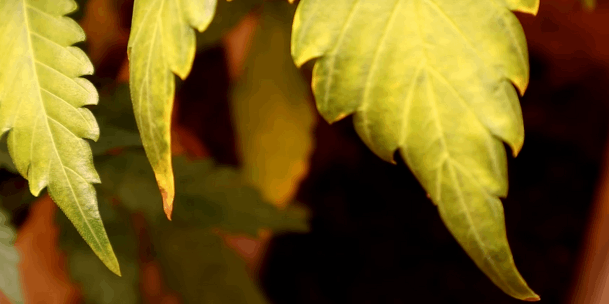 dry foliage on leaves