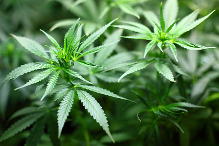 marijuana Oregon laws