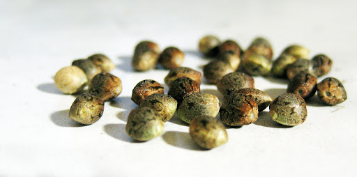 cannabis seeds in Oregon