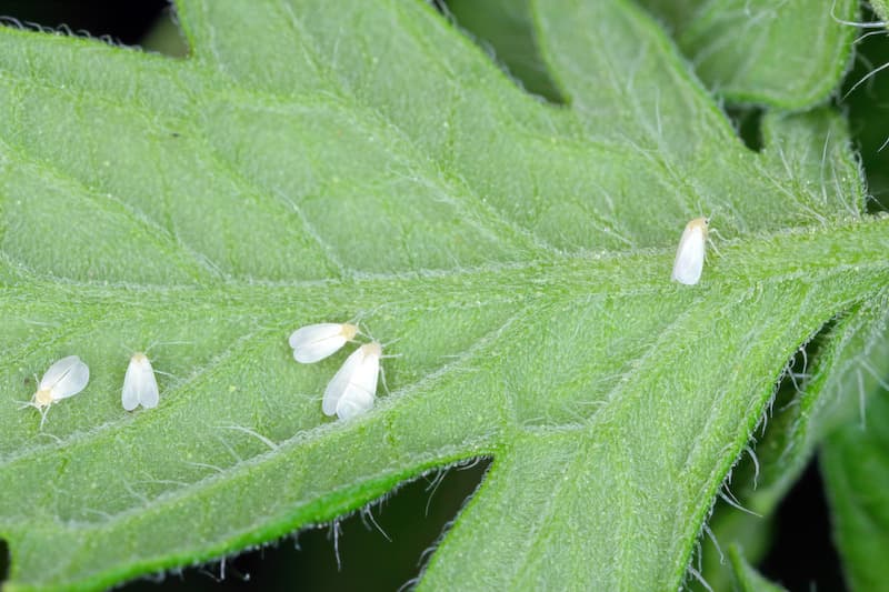 whiteflies on weed